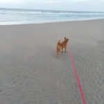 Zandvoort. Wat was je weer fijn. Zandvoort 1 - strandwandeling met de hond
