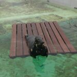 5 dingen die je met je kinderen op Texel kan doen Ecomare - grijze zeehond