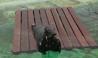 Ecomare - grijze zeehond