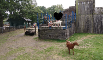 kinderboerderij 2018